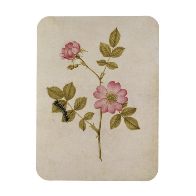 Imán Rosa Canina - Dogrose y Caterpillar (lápiz y con/ (Vertical)