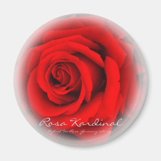 Imán Rosa Cardenal (Frente)