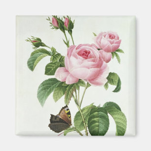 Imán Rosa Centifolia