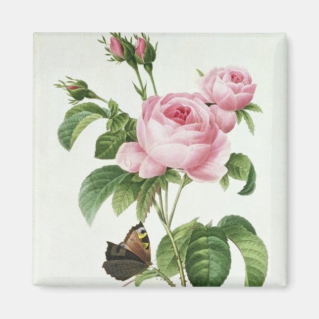 Imán Rosa Centifolia (Frente)