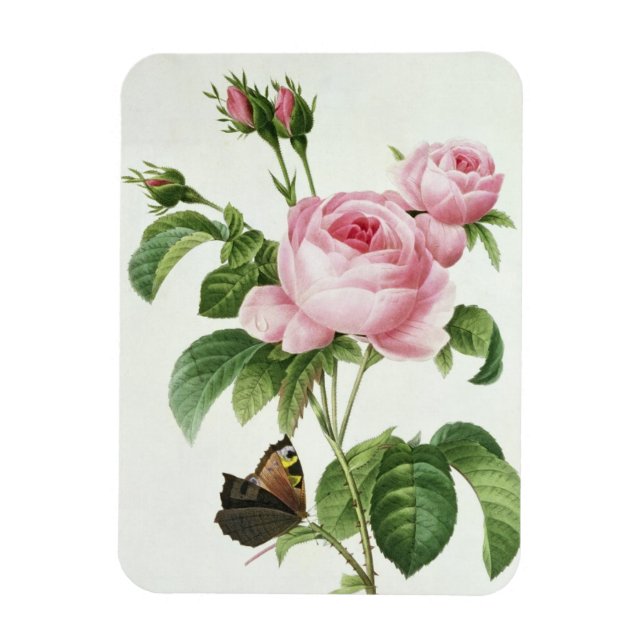 Imán Rosa Centifolia (Vertical)