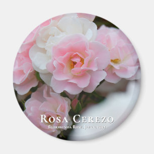 Imán Rosa Cerezo マ グ ネ ト