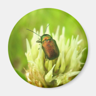 Imán Rosa Chafer Magnet