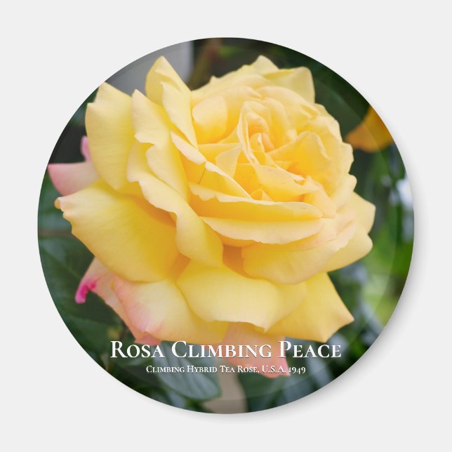 Imán Rosa Climbing Peace (Frente)
