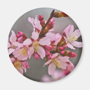 Imán Rosa Contra Un Cielo Gris Flor De Cerezo Japonesa