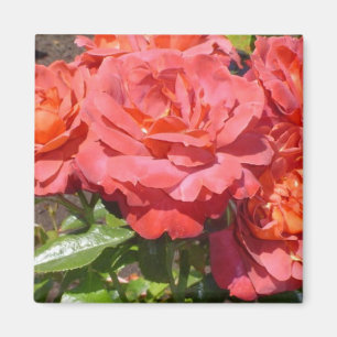Imán Rosa Coral