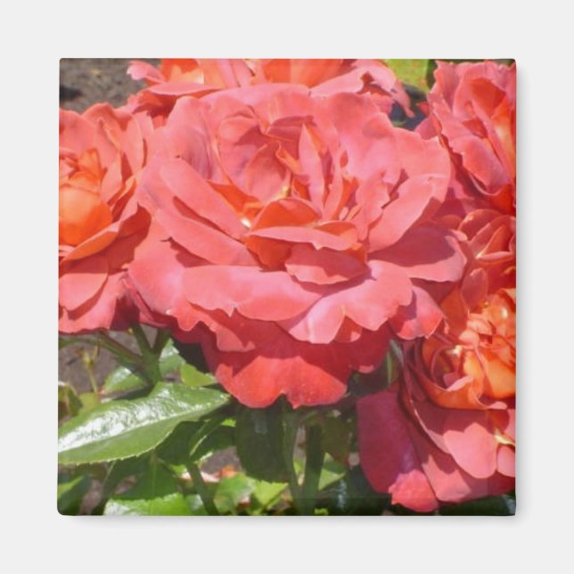Imán Rosa Coral (Frente)