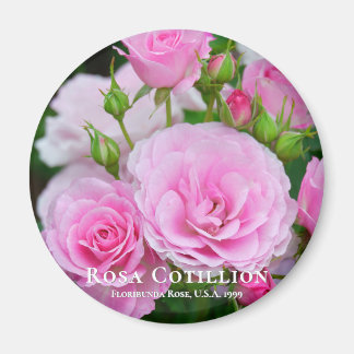 Imán Rosa Cotillion