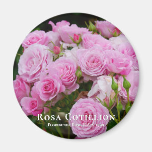 Imán Rosa Cotillion