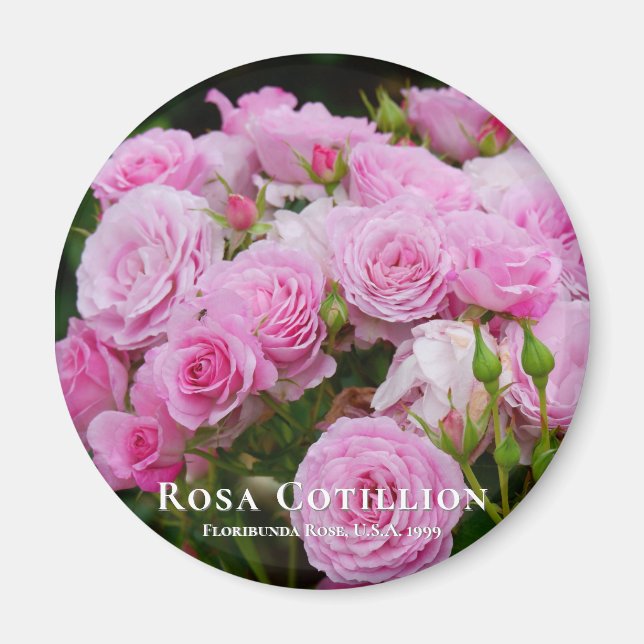 Imán Rosa Cotillion (Frente)
