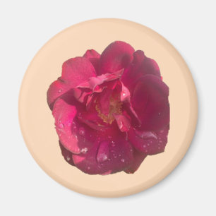 IMÁN ROSA D