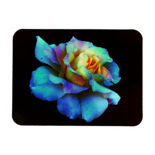 Imán Rosa de arcoiris turquesa teñido de azul