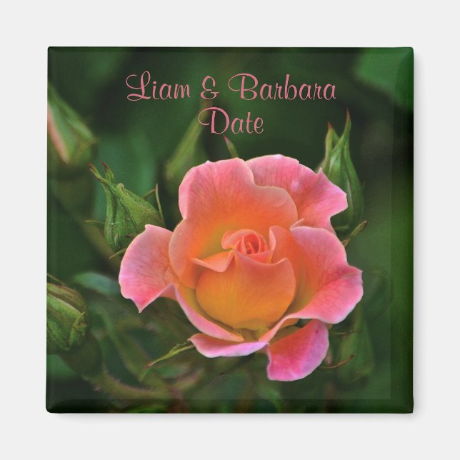 Imán Rosa de Boda Rosa de Peachy (Frente)