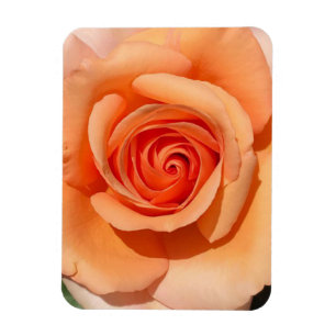 Imán Rosa de color