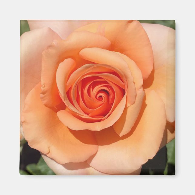 Imán Rosa de color (Frente)
