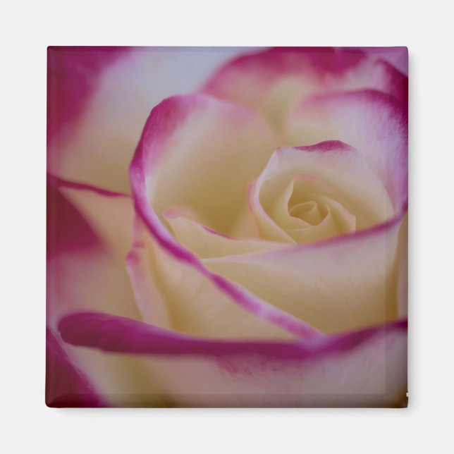 Imán Rosa de doble deslumbramiento (Frente)