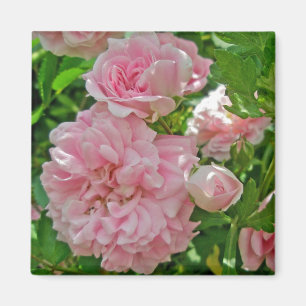 Imán Rosa de escalada