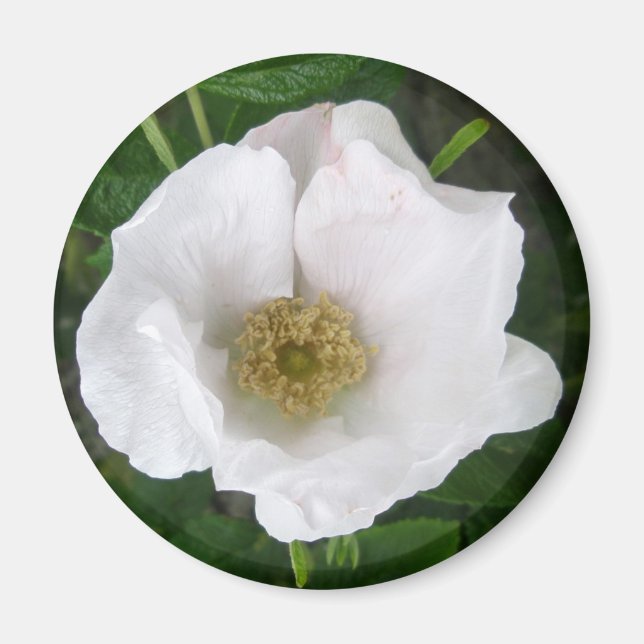 imán Rosa de la playa blanca (Frente)