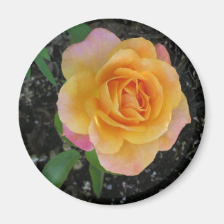 Imán Rosa de Naranja y pintura