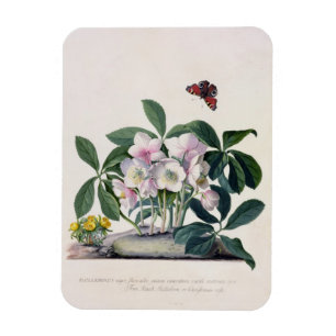 Imán Rosa de navidades (Helleborus niger) e invierno Ac