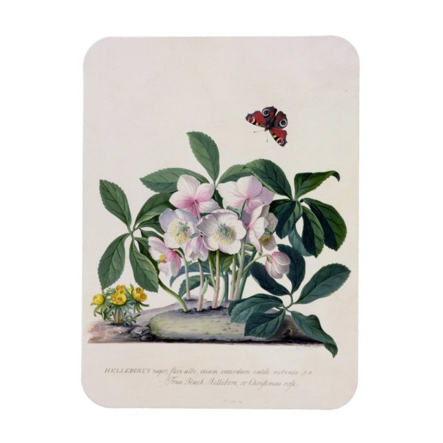 Imán Rosa de navidades (Helleborus niger) e invierno Ac (Vertical)