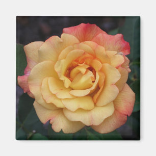 Imán Rosa de paz hermosa floral rosa y amarilla