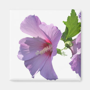 Imán Rosa de Sharon Magnet