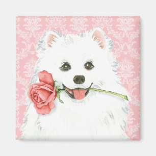 Imán Rosa de Valentine americano Eskimo Dog