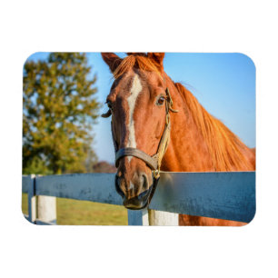 Imán Rosa del Crepúsculo Caballo de Carreras Purasang