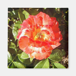 Imán Rosa del día soleado.........