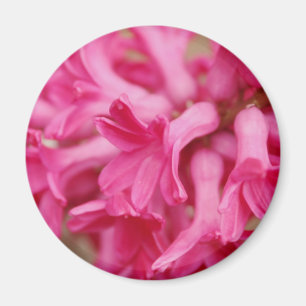 Imán Rosa del jacinto