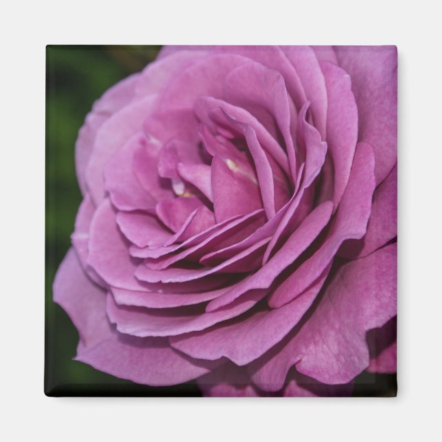 Imán Rosa del jardín magenta (Frente)