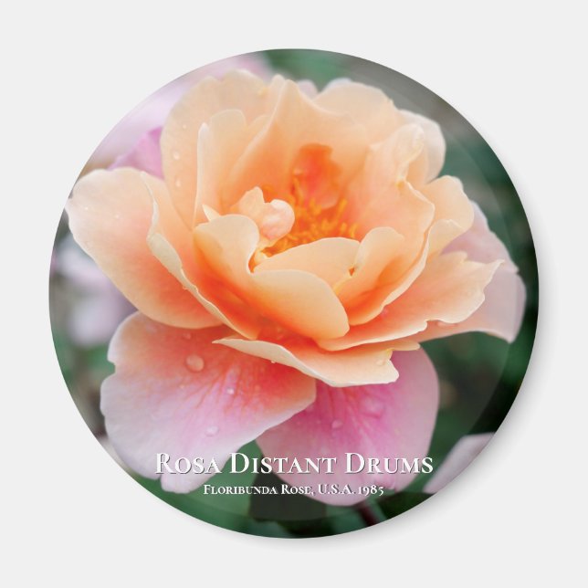 Imán Rosa Distant Drums (Frente)