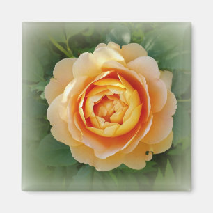 Imán Rosa dorado