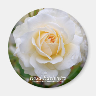 Imán Rosa Edelweiss [Redondo Magnet]
