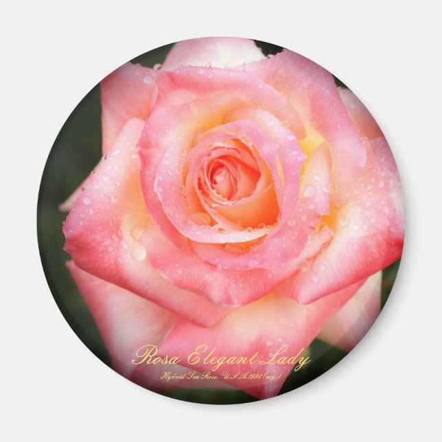 Imán Rosa Elegant Lady：Round Magnet (Frente)