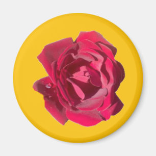 IMÁN ROSA F