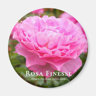 Imán Rosa Finesse