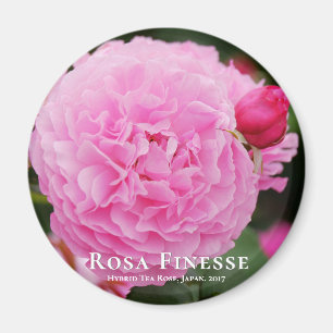Imán Rosa Finesse マ グ ネ ト