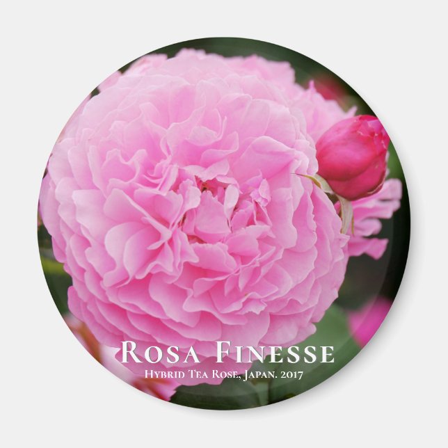 Imán Rosa Finesse マ グ ネ ト (Frente)