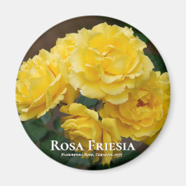 Imán Rosa Friesia