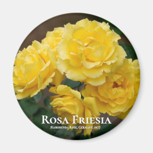 Imán Rosa Friesia