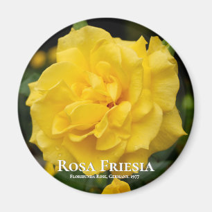 Imán Rosa Friesia