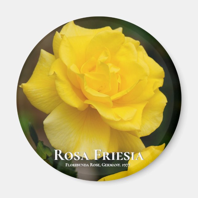 Imán Rosa Friesia (Frente)