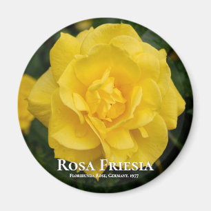 Imán Rosa Friesia