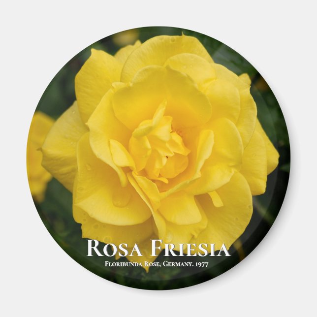 Imán Rosa Friesia (Frente)