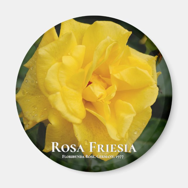 Imán Rosa Friesia (Frente)