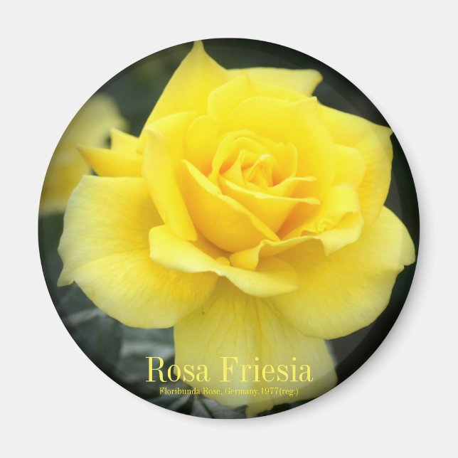 Imán Rosa Friesia：Round Magnet (Frente)