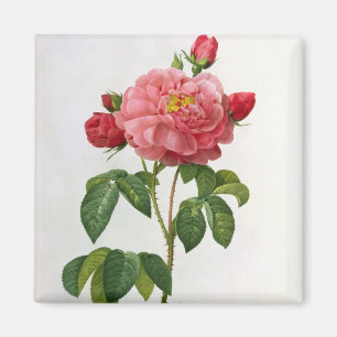 Imán Rosa Gallica Aurelianensis