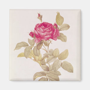 Imán Rosa Gallica Pontiana, de los 'rosas de Les